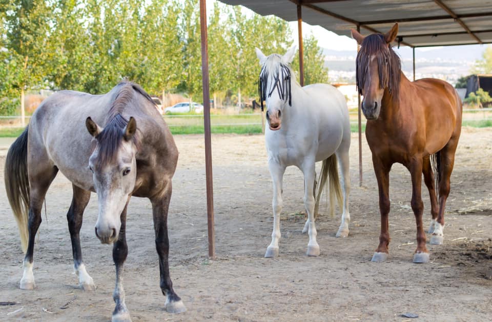 Rutas a caballo por la vega de La Zubia